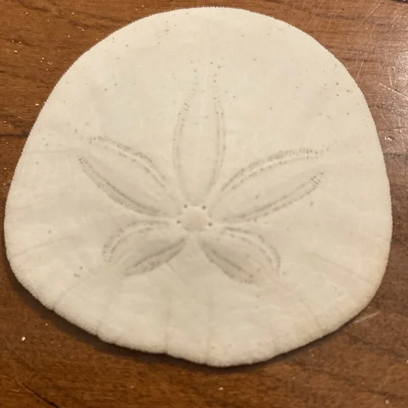 12 Real sand dollars - Picture 4 of 8